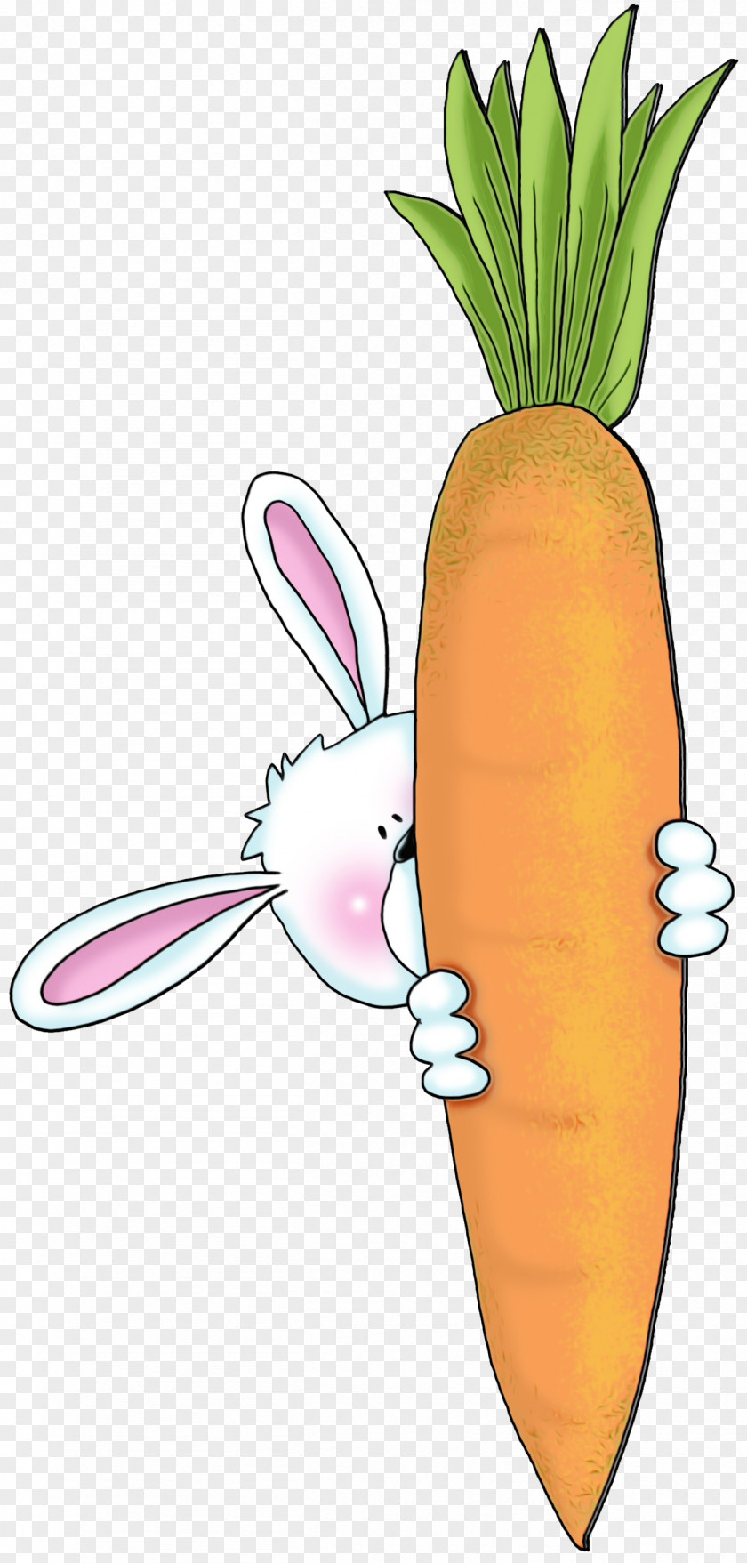 Carrot Radish Root Vegetable Daikon PNG