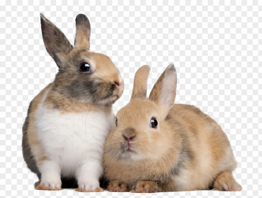 Rabbit Production Domestic European Raising Rabbits PNG