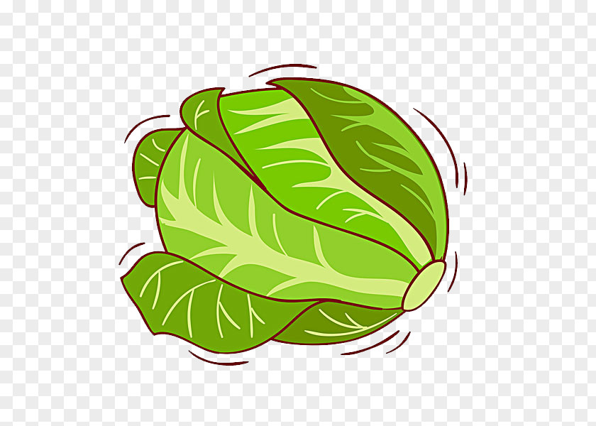 Cabbage White Kale Illustration PNG