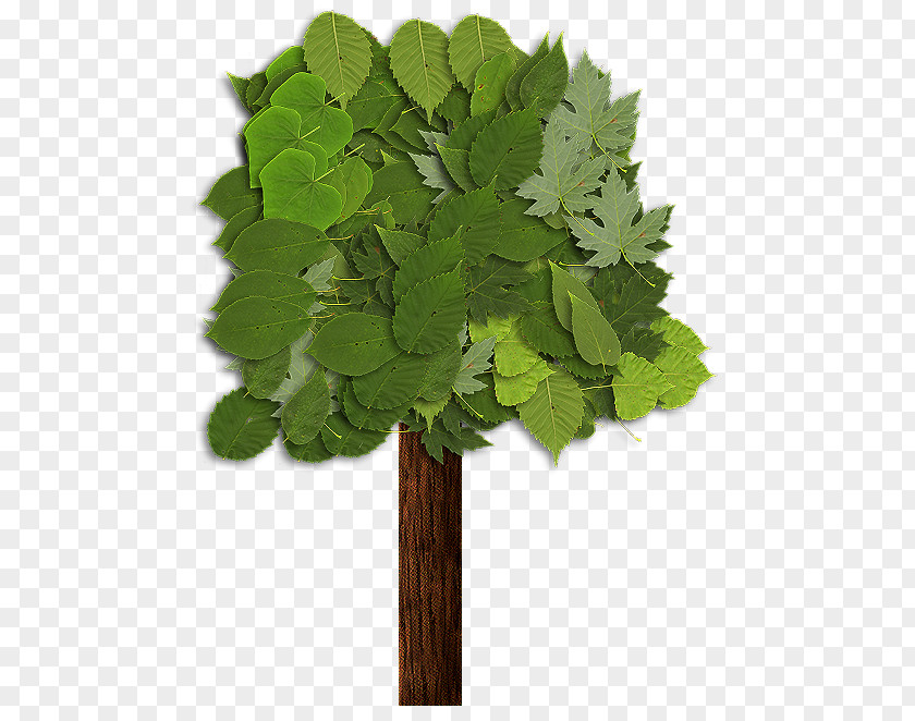 Chervil Geranium Family Tree Background PNG