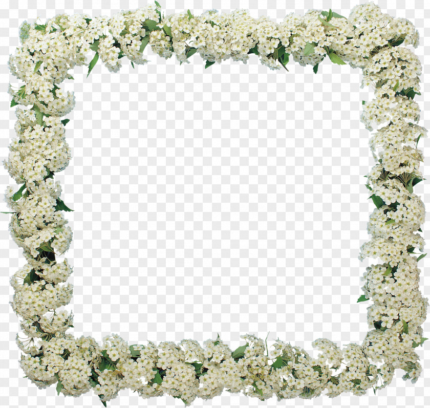 Frangipani Picture Frames Flower GIMP Garden Roses PNG