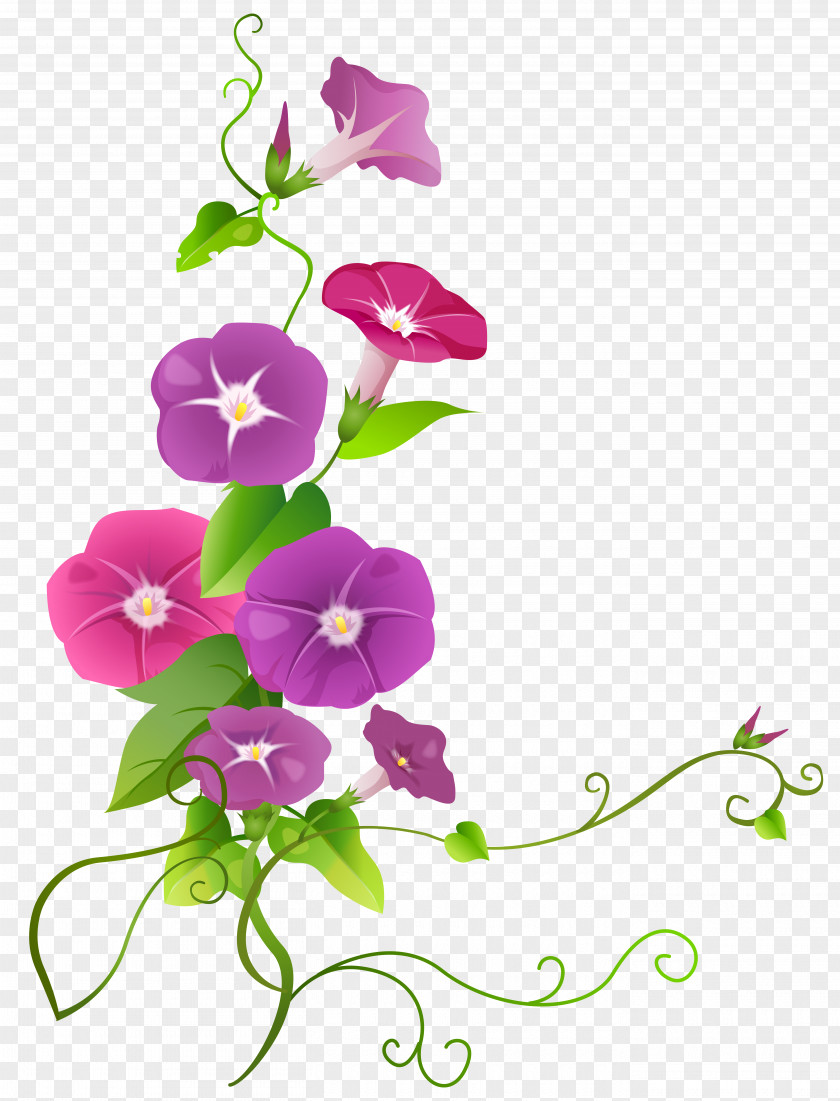 Ipomoea Flower Transparent Clip Art Image PNG
