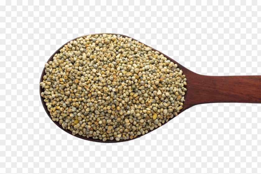 Millet Pearl Foxtail Seed Proso PNG