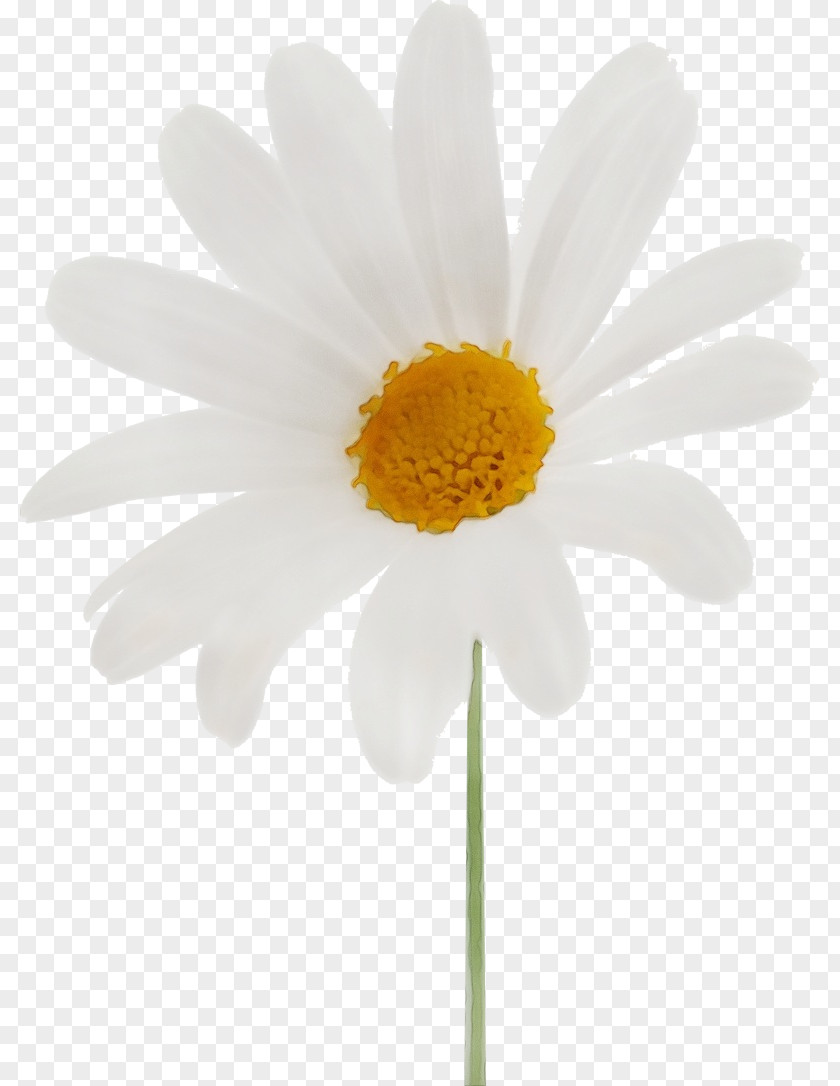 Oxeye Daisy Chrysanthemum Transvaal Plant Stem Marguerite PNG