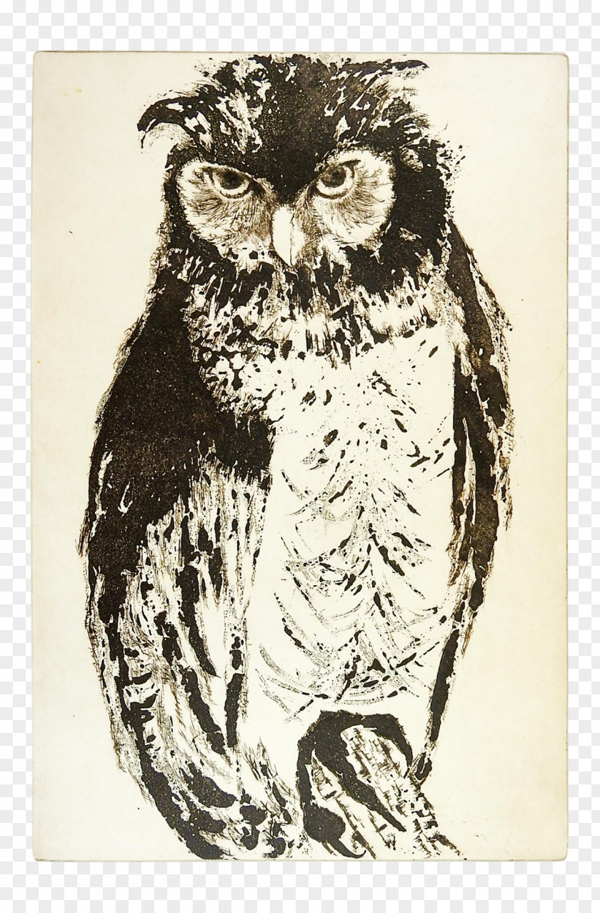 Screech Owl Great Horned Cartoon PNG