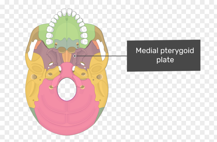 Skull Pterygoid Processes Of The Sphenoid Hamulus Lateral Muscle Medial Bone PNG