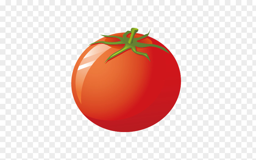 Tomato Tomatoes Vegetable Seasonal Food Illustration PNG