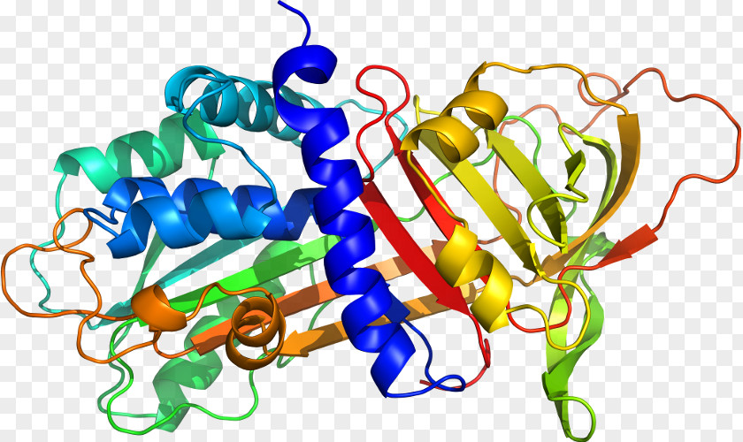 Amino Acid Peptide Protein Chemistry Clip Art PNG