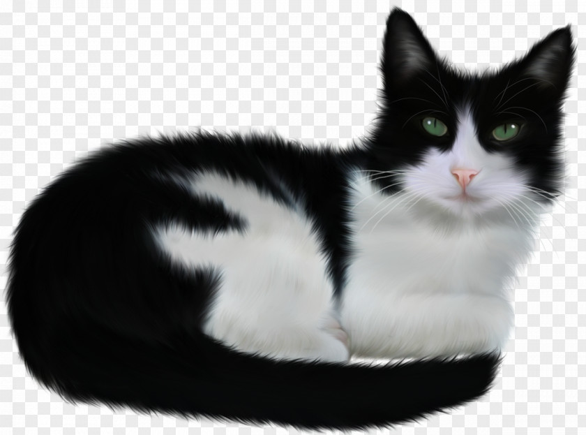 Cats Turkish Angora Paw Black Cat Animal PNG