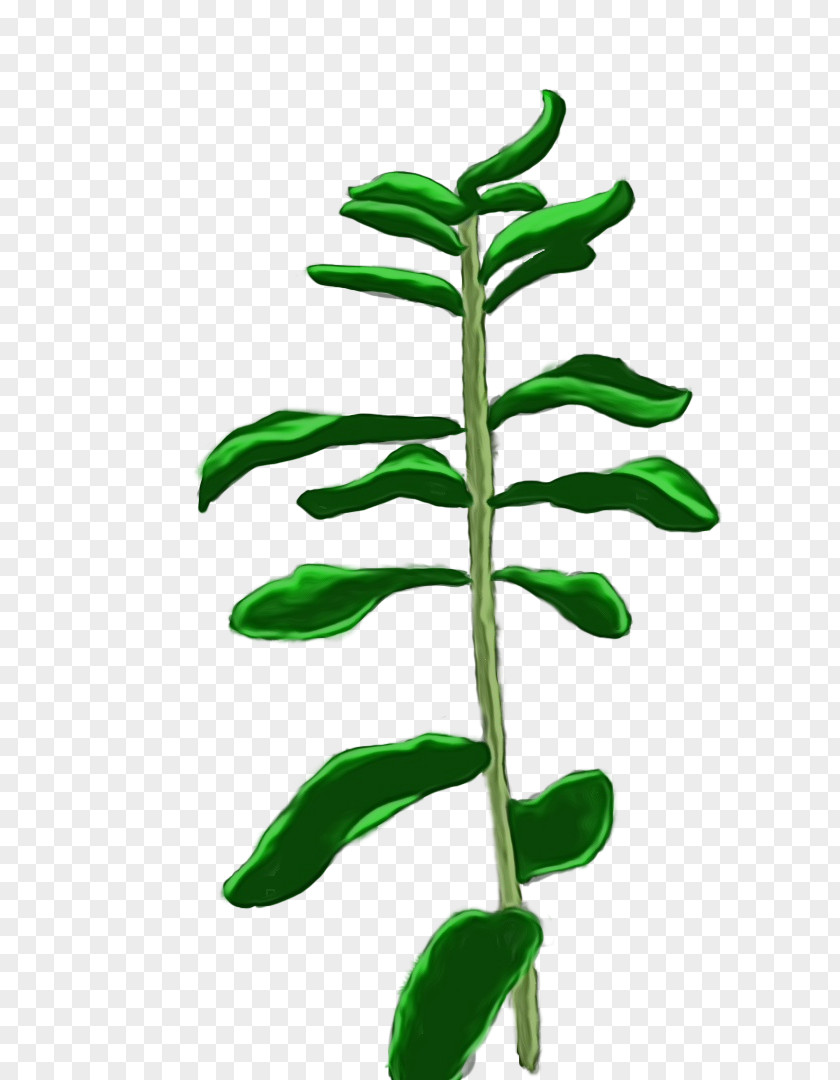 Leaf Plant Stem Tree Science PNG