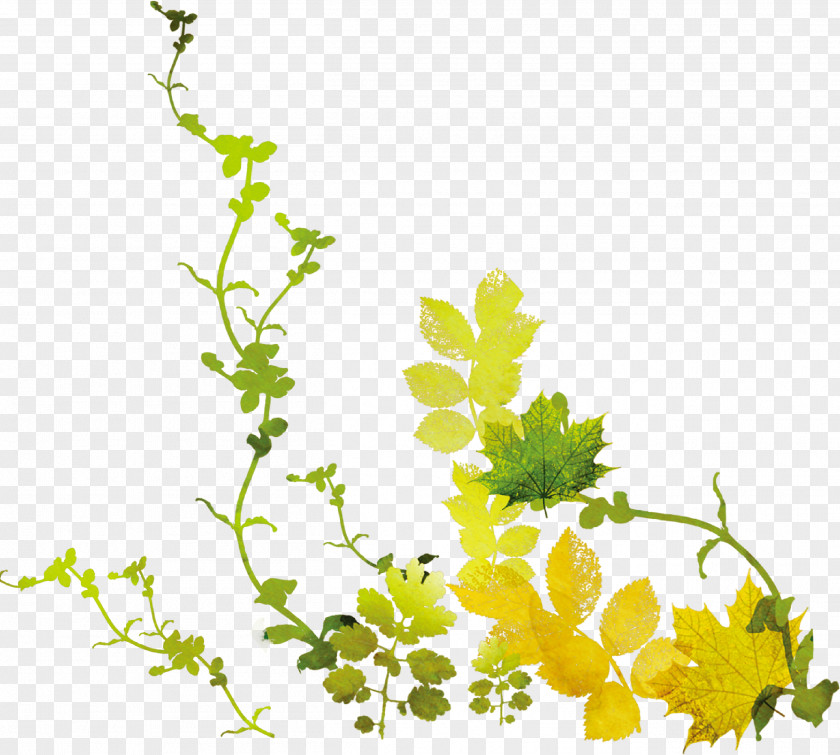 Leaves Image Vector Graphics Graphic Design PNG