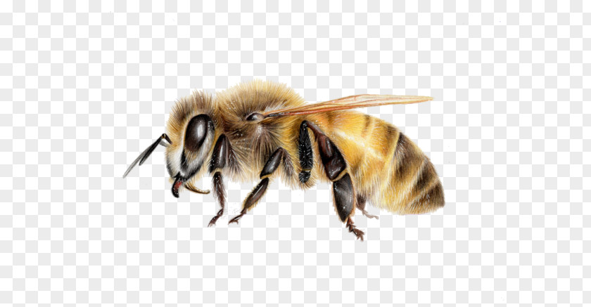 Bee Honey Hornet Insect Wasp PNG