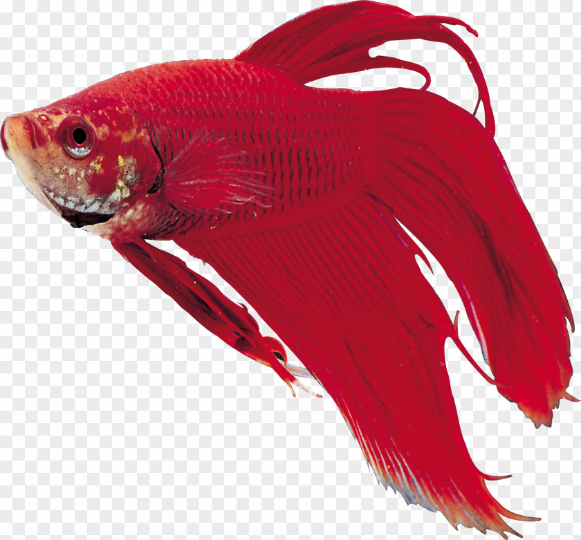 Fish Goldfish Ornamental PNG