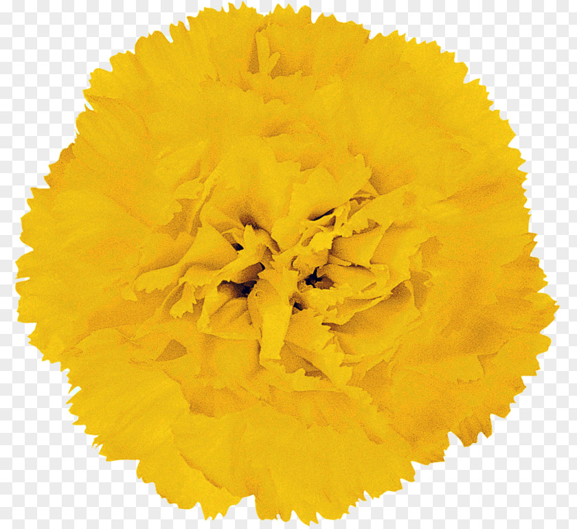Flower Yellow Petal Orange Barberton Daisy PNG