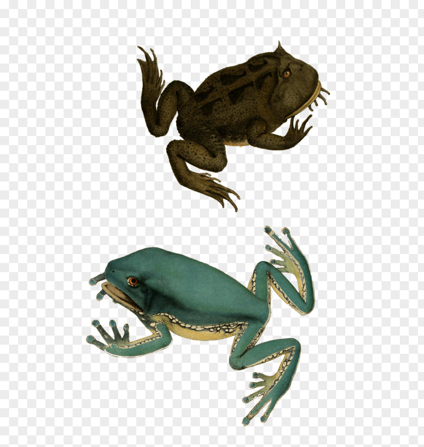 Frog True Toad Tree Reptile PNG
