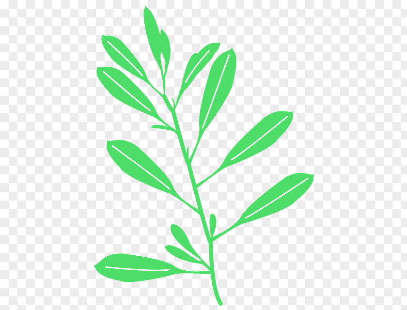 Herbaceous Plant Pedicel Leaf Flower Stem PNG