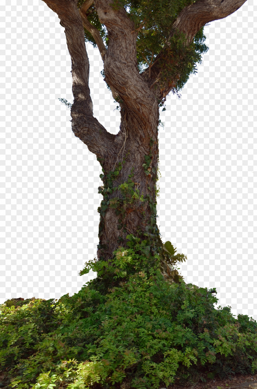 Ivy Tree Trunk Stock Photography PNG