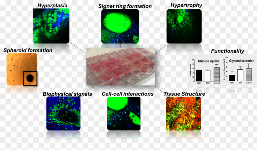 LaCell LLC Research In Vitro Laboratory Vivo PNG