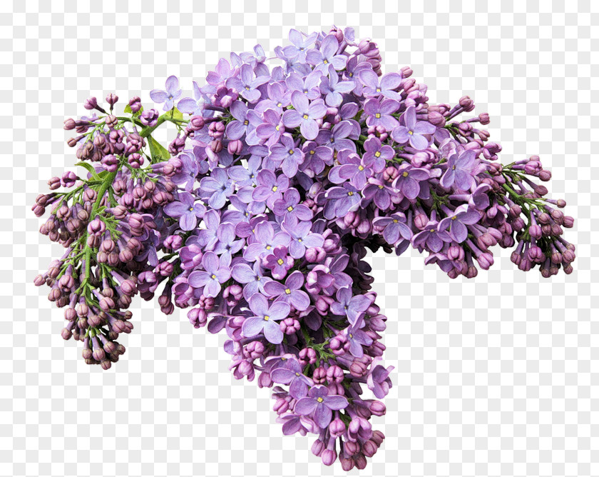 Lilac Desktop Wallpaper Light Clip Art PNG