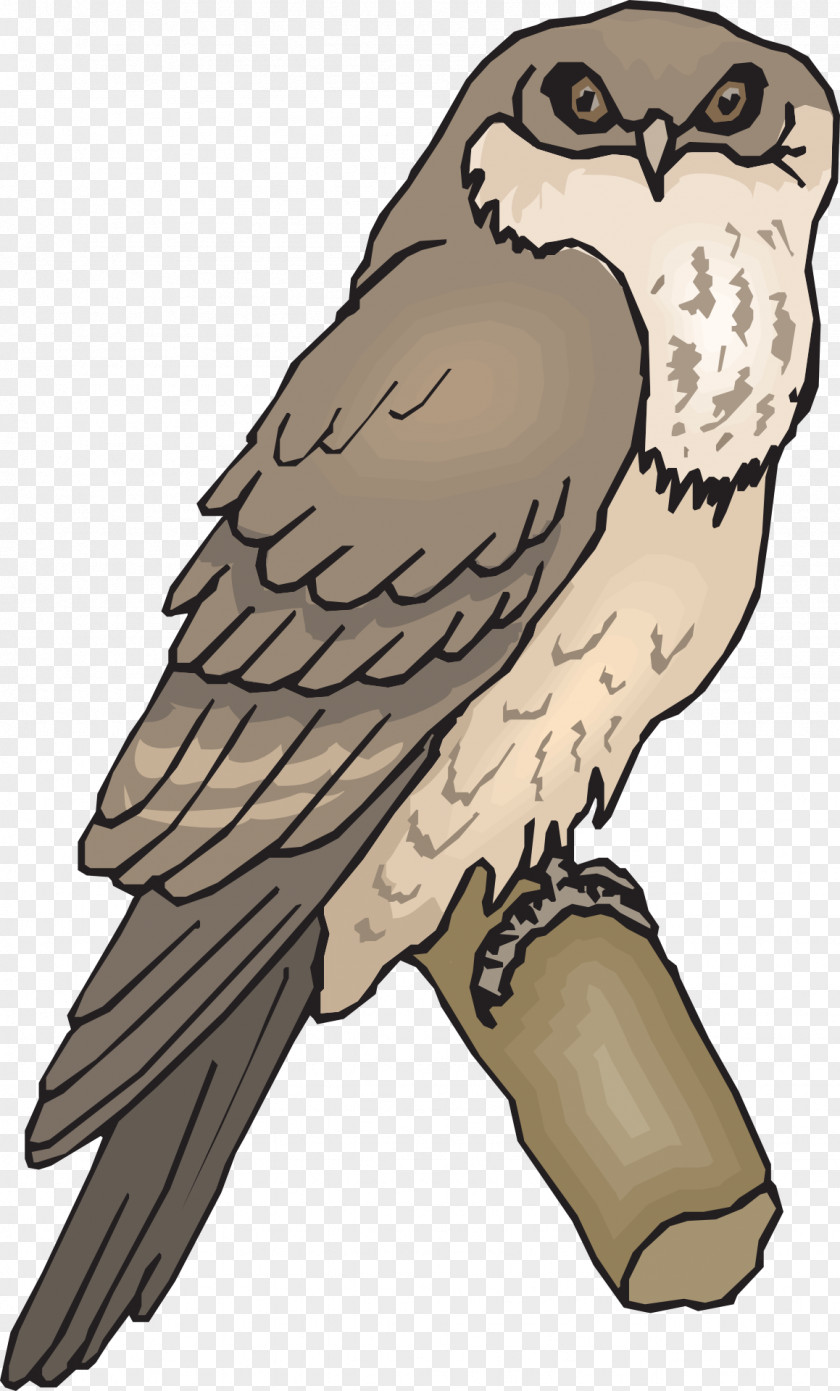 Size Owl Bird Tawny Frogmouth Clip Art PNG