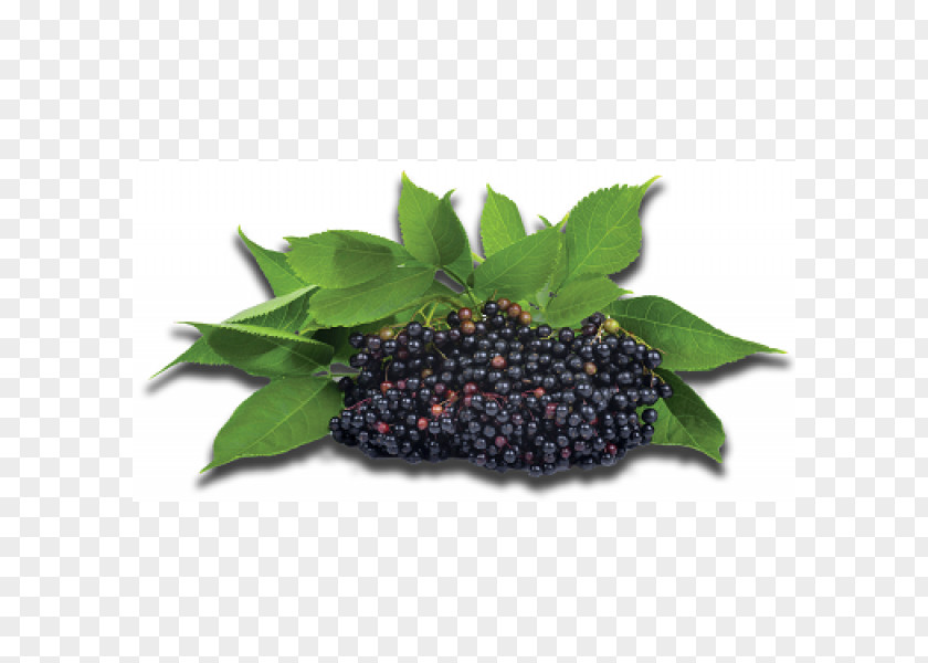 Berries Elder Berry Extract Syrup Juice PNG