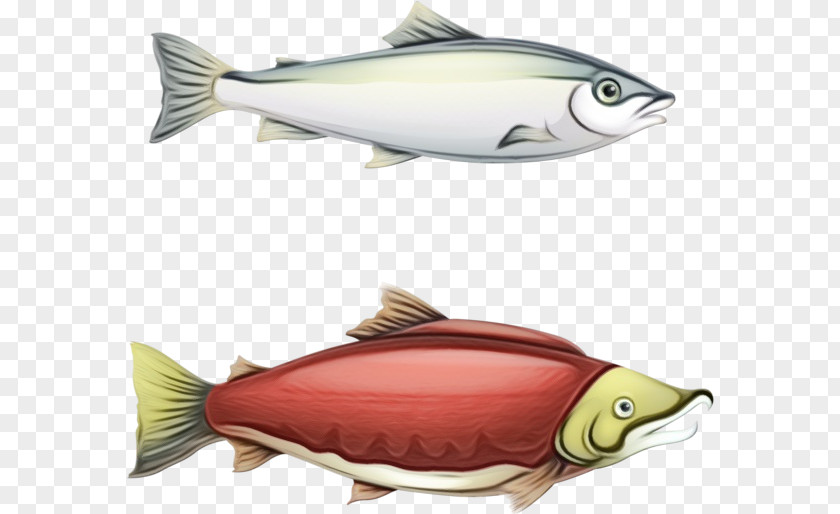 Fin Rayfinned Fish Sockeye Salmon Products PNG