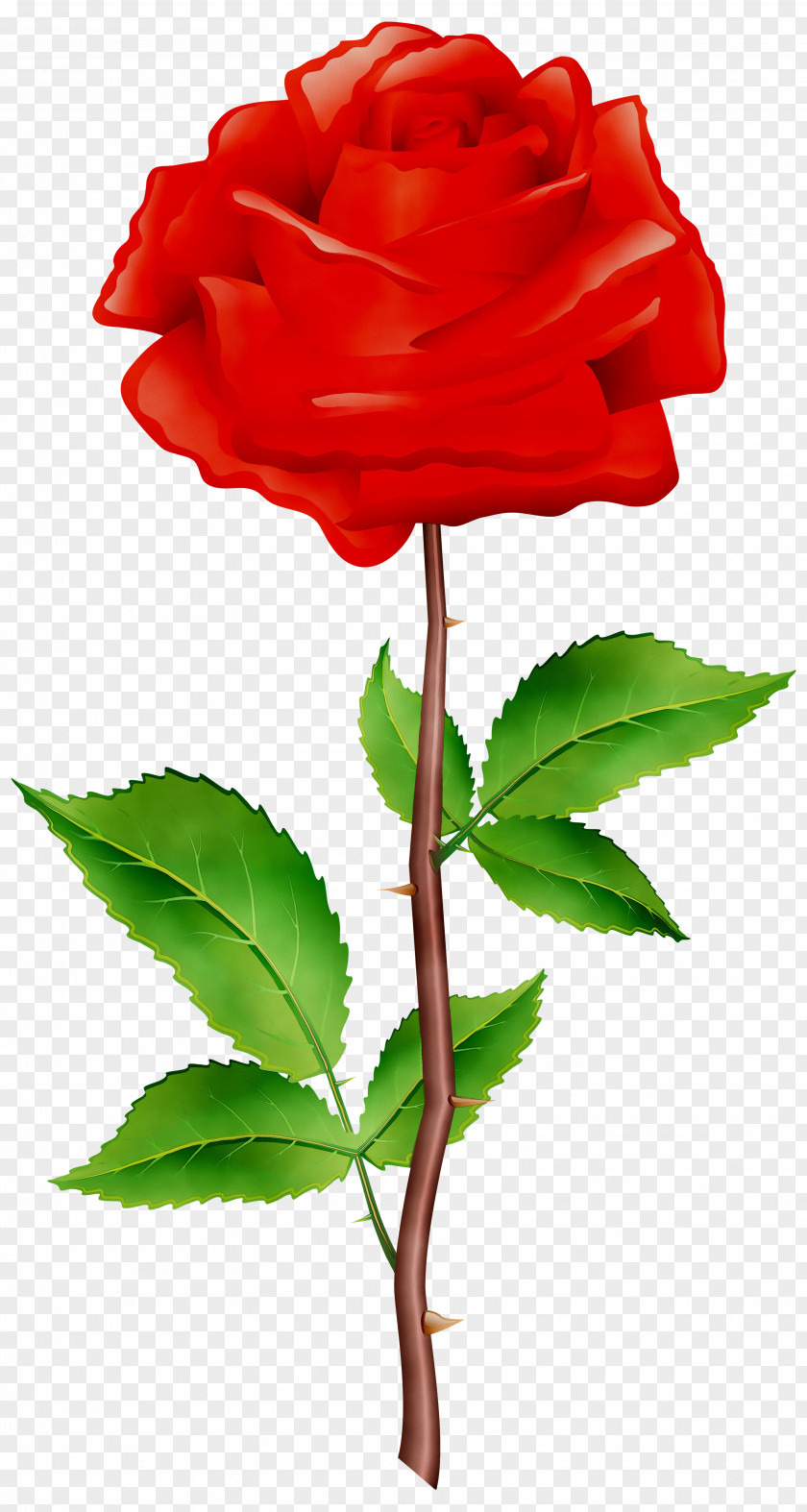 Garden Roses Cabbage Rose Floribunda Plant Stem Cut Flowers PNG