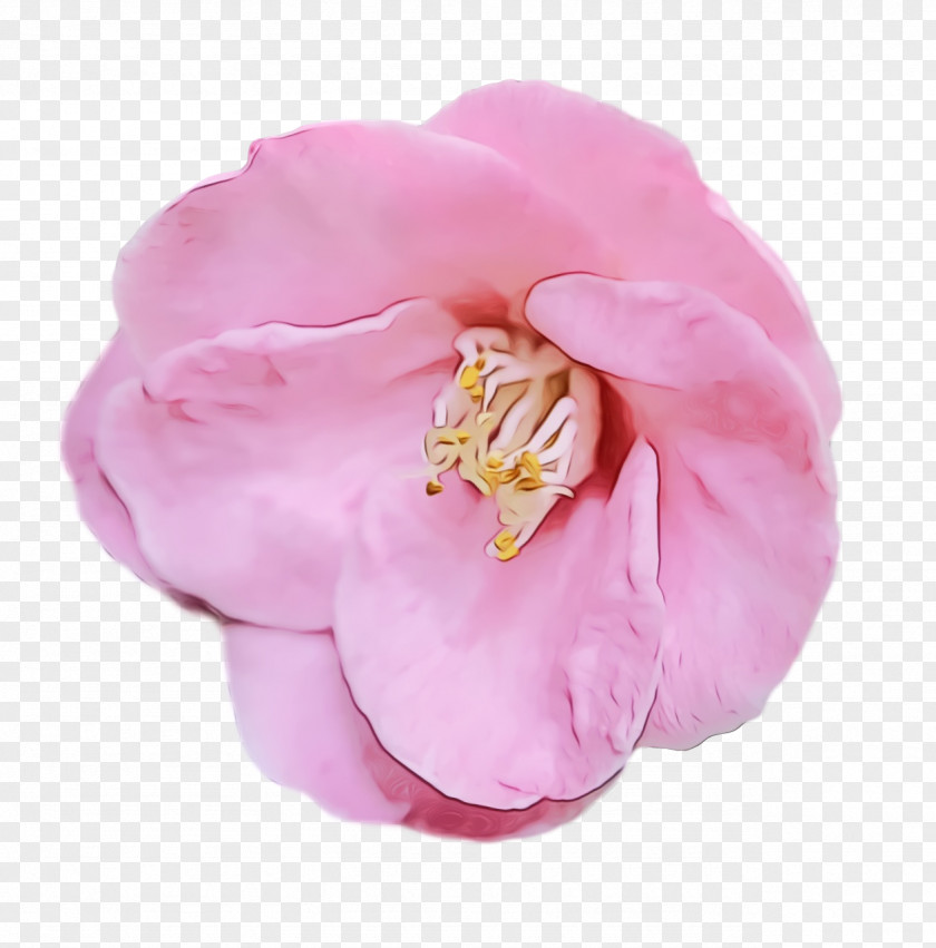 Garden Roses PNG