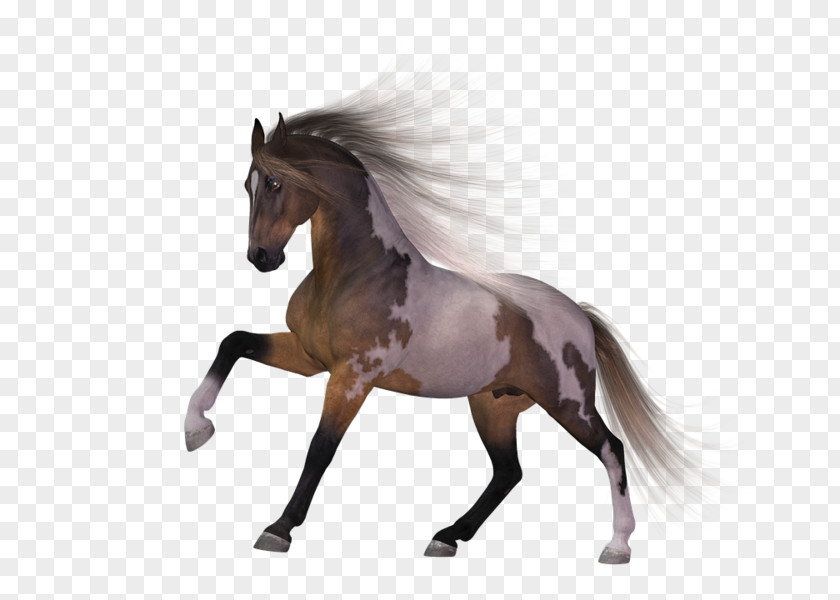 Mustang Mane Mare Pony Stallion PNG