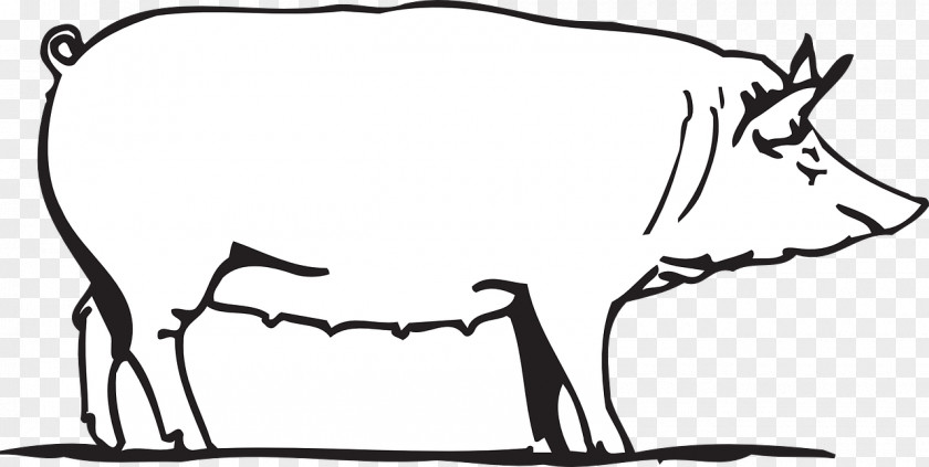 Pig Drawing Clip Art PNG