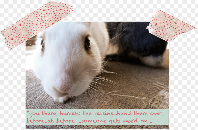 Rabbit Domestic Whiskers Snout Zen PNG