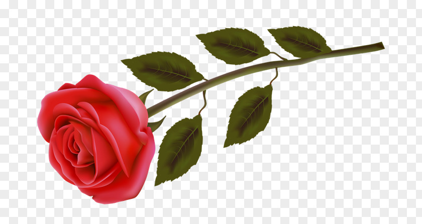 Rose Flower Stock Photography Clip Art PNG