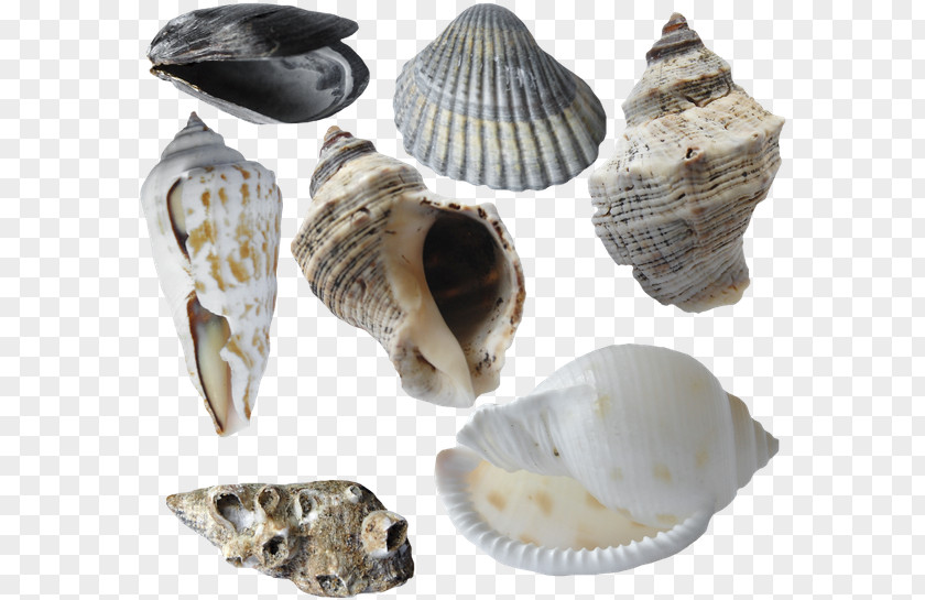 Seashell Cockle Oyster Conch Sea Snail PNG