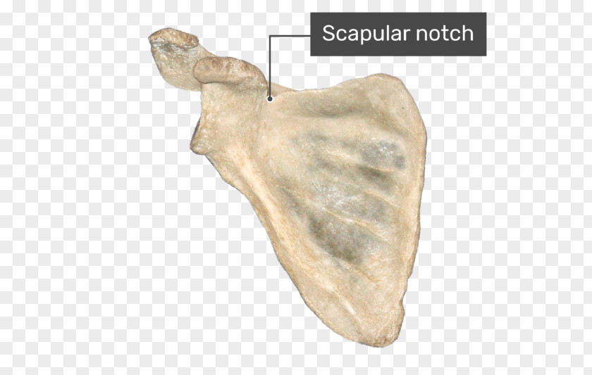 Coracoid Process Suprascapular Notch Infraglenoid Tubercle Anatomy PNG