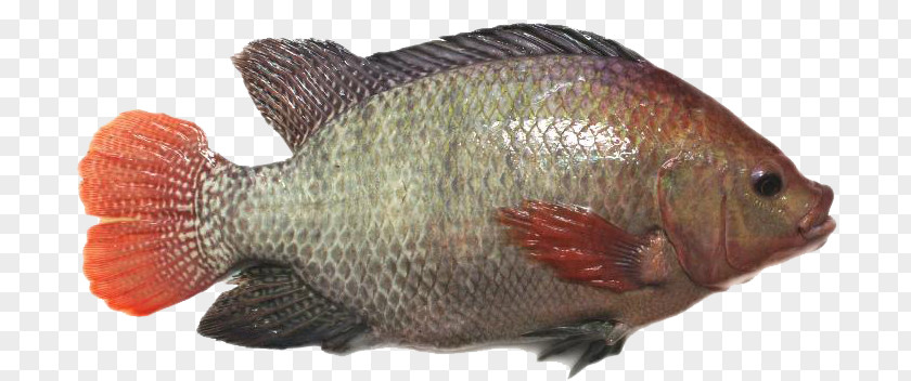 Fish Red Tilapia Broodstock Perch PNG
