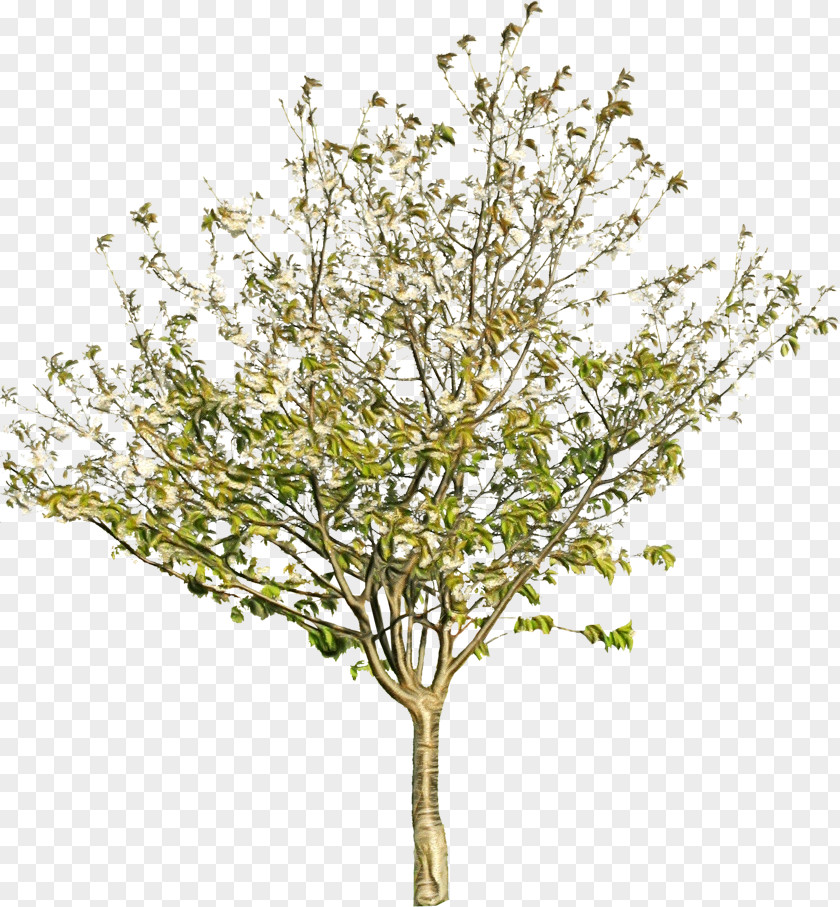 Malus Cut Flowers Tree Branch Silhouette PNG
