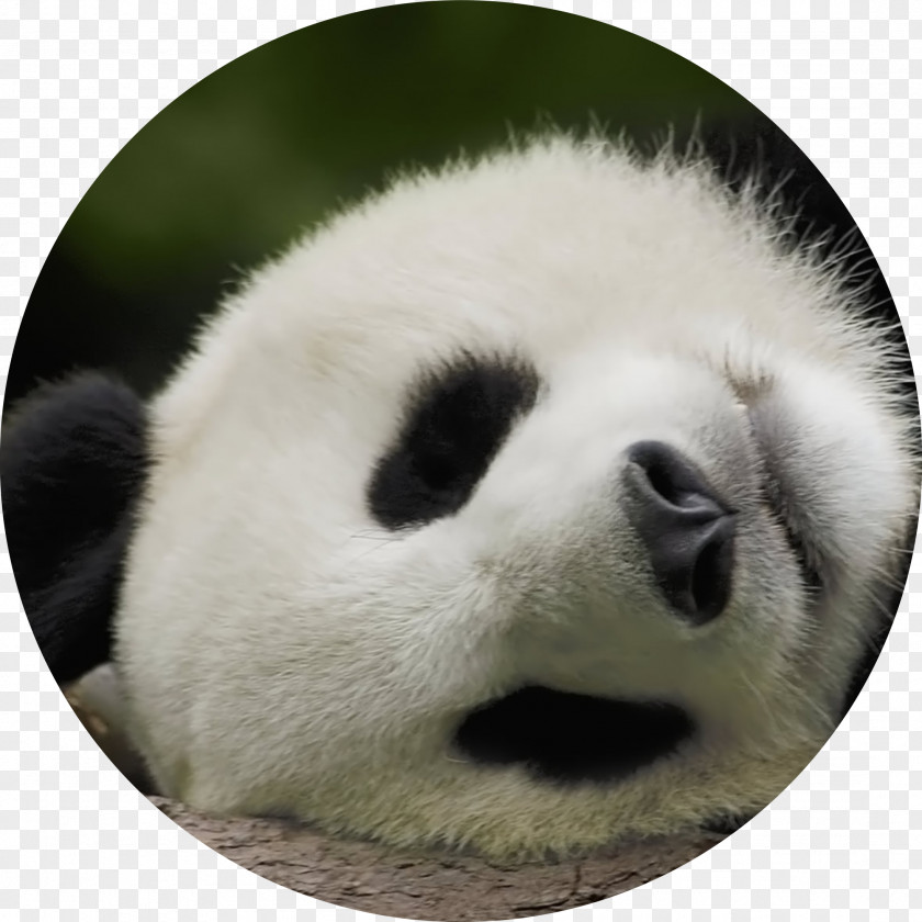 Art Panda Giant Bear Baby Pandas Desktop Wallpaper 1080p PNG