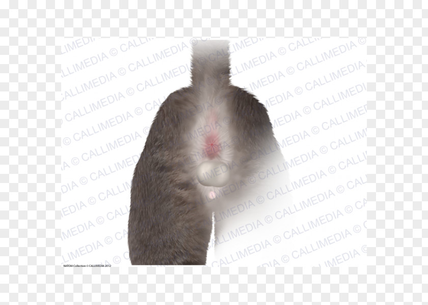 Computer Mouse Hamster Domestic Rabbit Whiskers Fur PNG