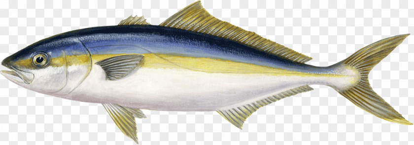 Fish Sardine Yellowtail Amberjack Almaco Jack Greater True Tunas PNG