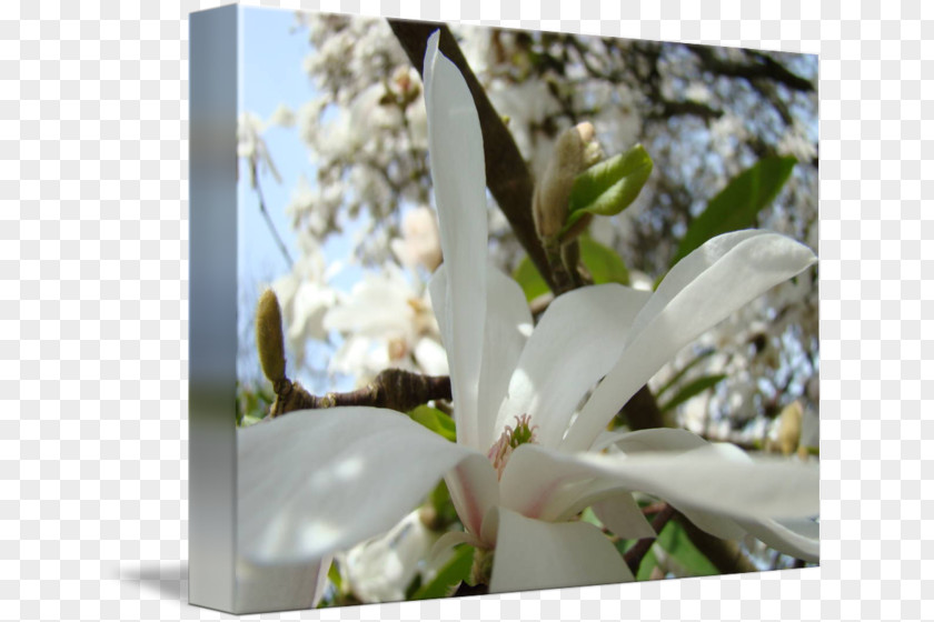 Magnolia Flower Painting Desktop Wallpaper Petal PNG