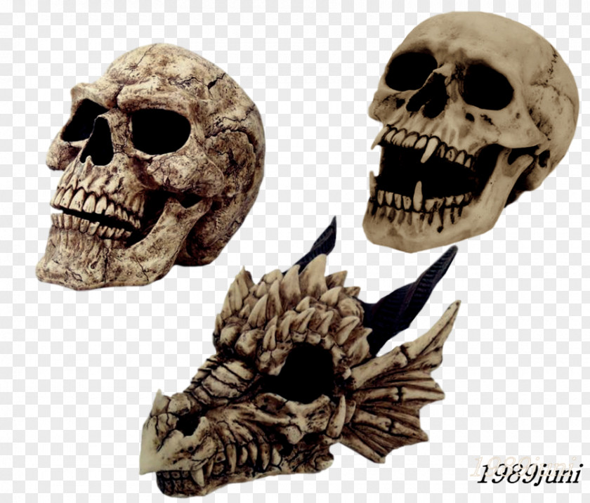 Skull Skeleton Laughter PNG