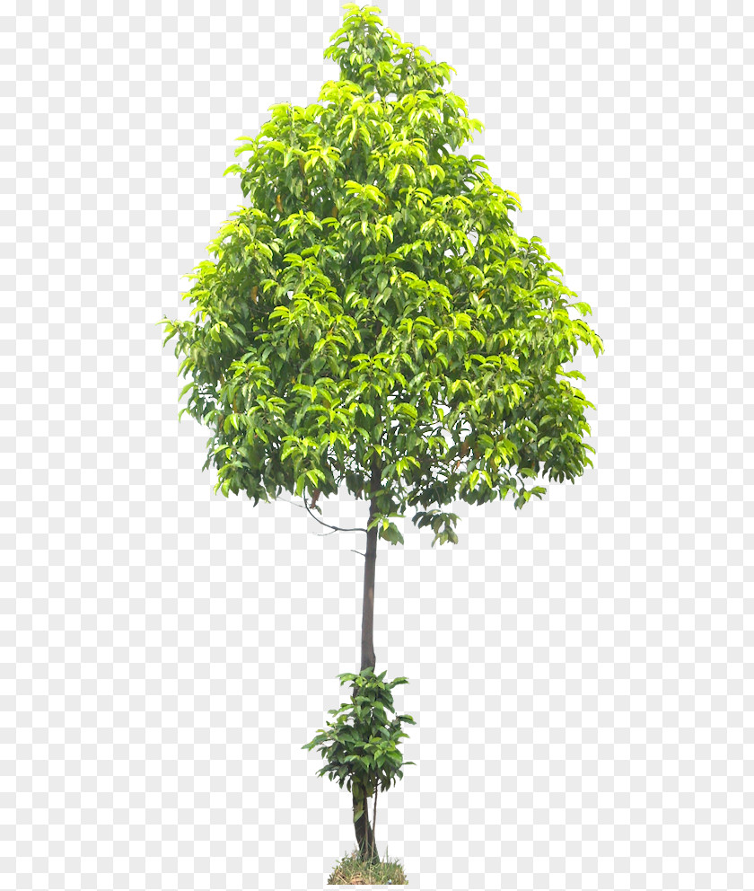 Tree Spanish Cherry American Sycamore Fraxinus Americana PNG