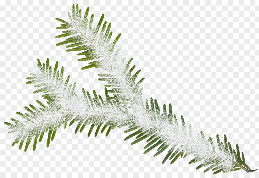 Winter Christmas Tree Leaf Ornament PNG