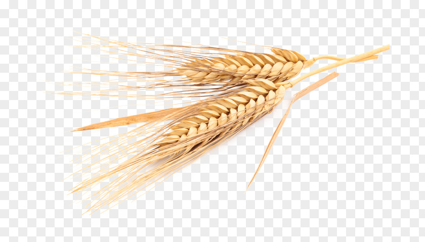 Barley Cereal Oat Emmer Common Wheat PNG