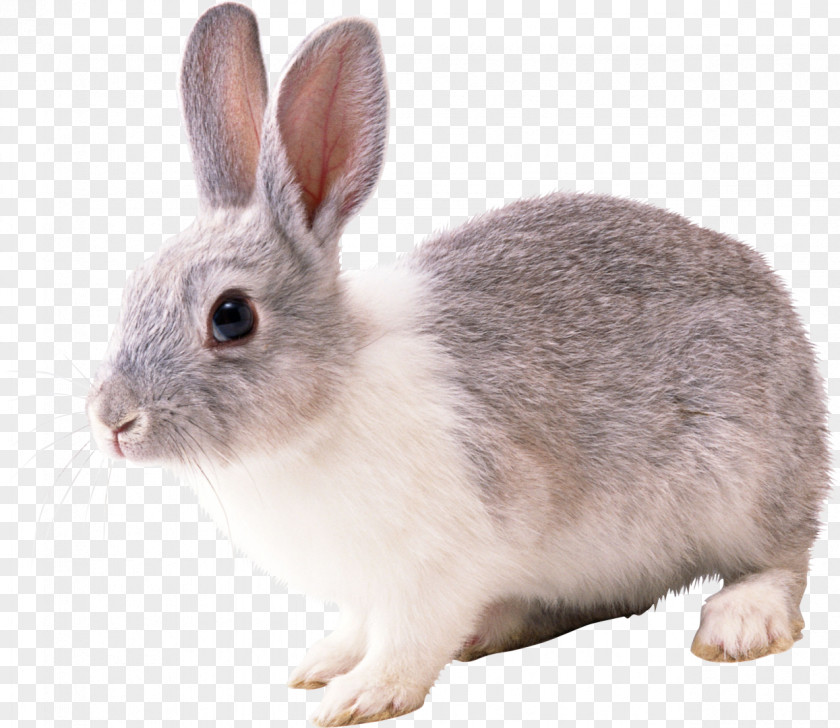 Bunny Angora Rabbit Hare French Lop Cottontail Domestic PNG