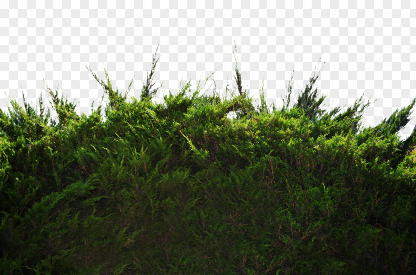 Bushes Shrub Tree Desktop Wallpaper Pine PNG