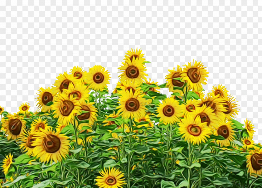 Common Sunflower Seed Daisy Family Plant Stem PNG