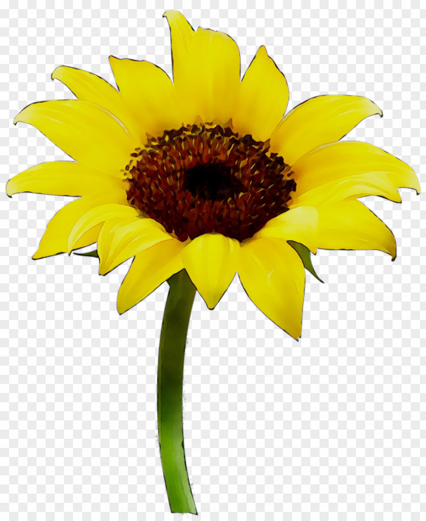 Common Sunflower Vase Oil PNG