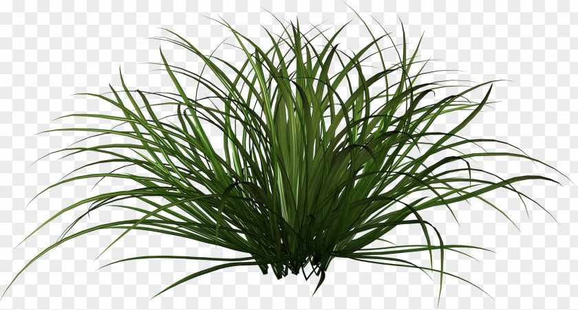 Grass Ornamental Plant Clip Art PNG