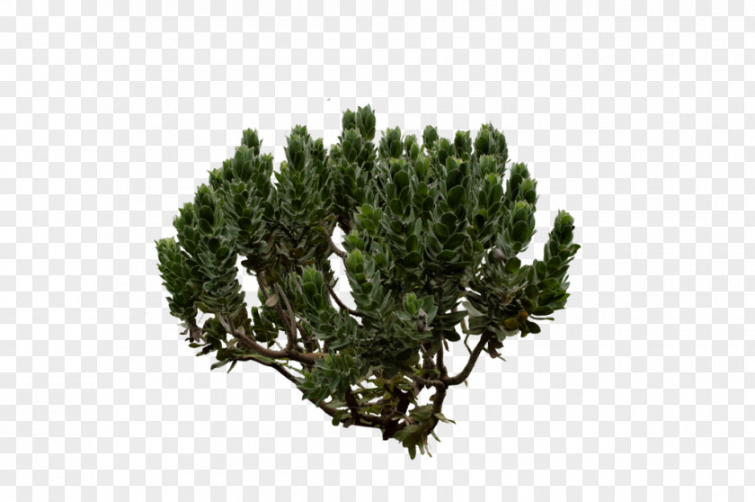 Green Bush Shrub Pine Tree Fir Evergreen PNG